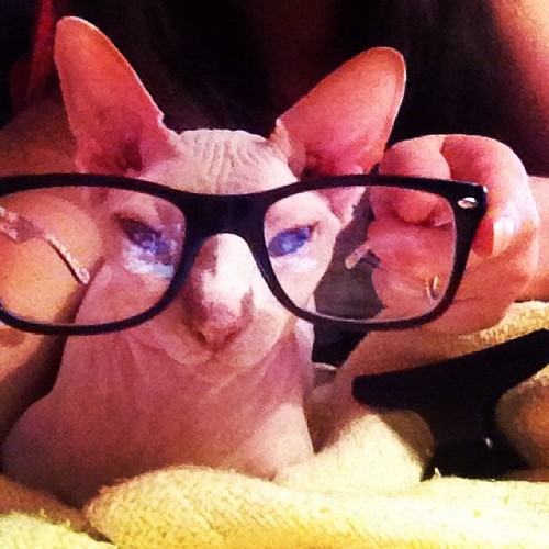 Gato Sphynx con gafas de pasta hipster
