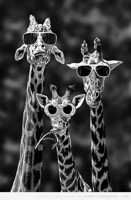 Jirafas indies con gafas de sol hipsters