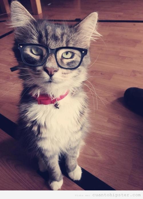 Gato con gafas de pasta