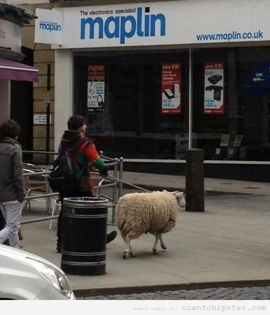 Chico que pasea a una oveja por la ciudad