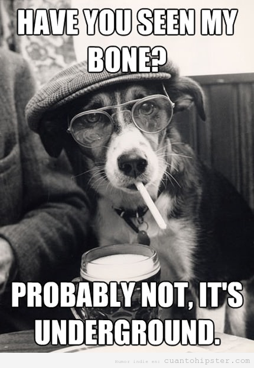Meme gracioso de un perro hipster