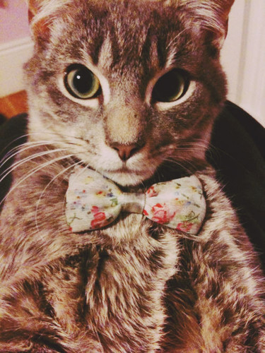 Gato hipster con pajarita de flores