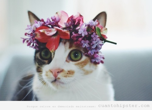 Gato con flores en la cabeza estilo Lana del Rey