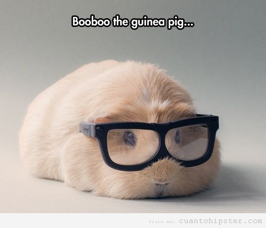 Cobaya hipster con gafas de pasta