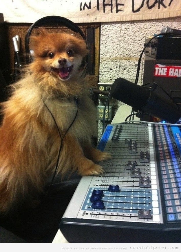 Foto divertida perro locutor radio