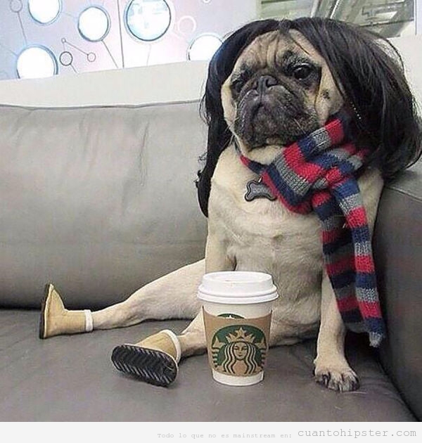 Imagen de un perro carlino con peluca, bufanda y café de starbucks