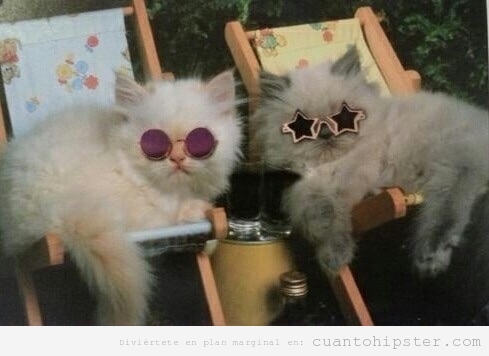 Foto de dos gatos tomando el sol con gafas hipsters