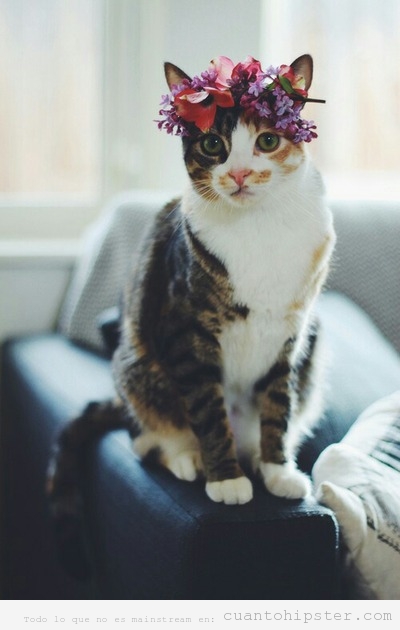 Gato hipster con corona de flores