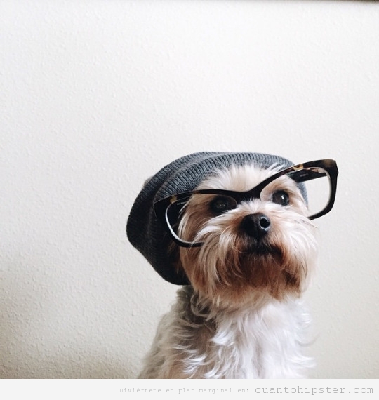 Perro hipster con gorro y gafas de pasta