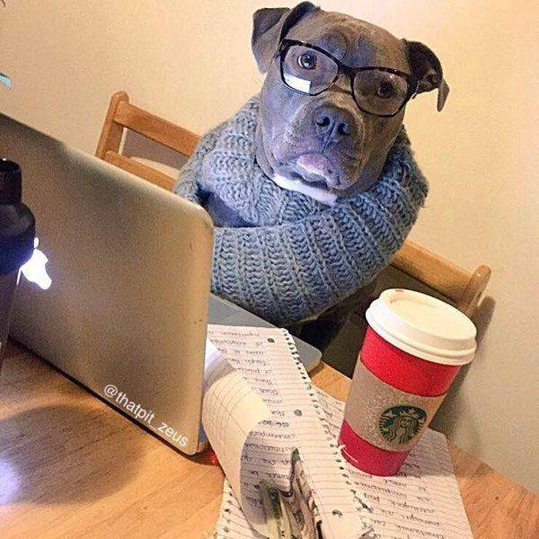 Perro hipster con un mac. gafas de pasta y café de starbucks