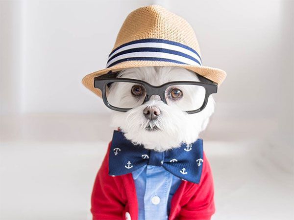 Toby, el perro hipster