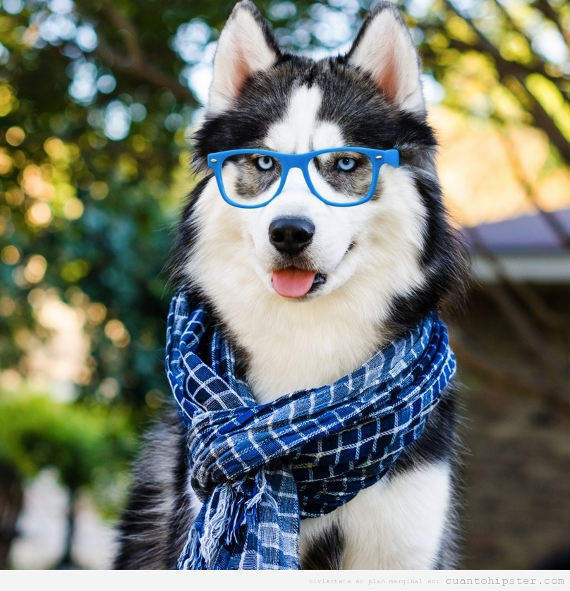 Perros huskies con look y moda hipster 2