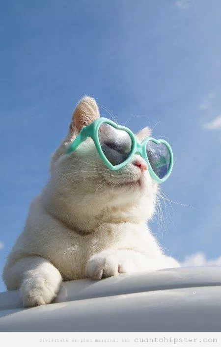 Foto de un gato con gafas corazón tipo Lolita