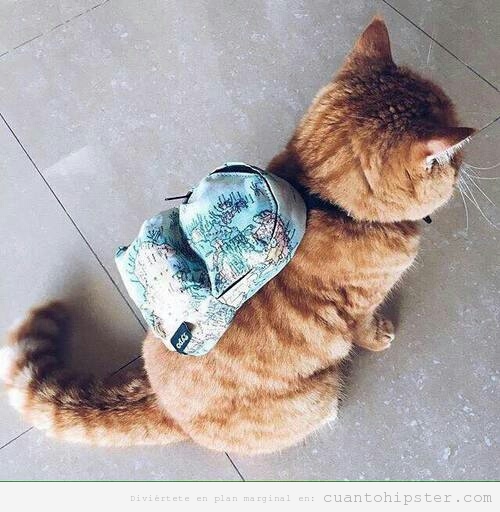 Foto graciosa gato hipster con mochila mapamundi