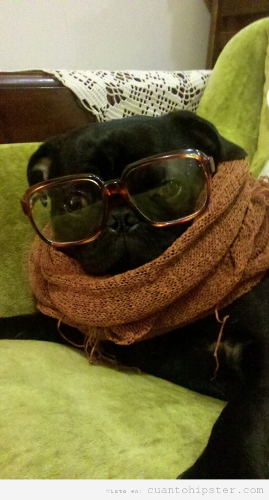 Bulldog francés negro vintage y hipster