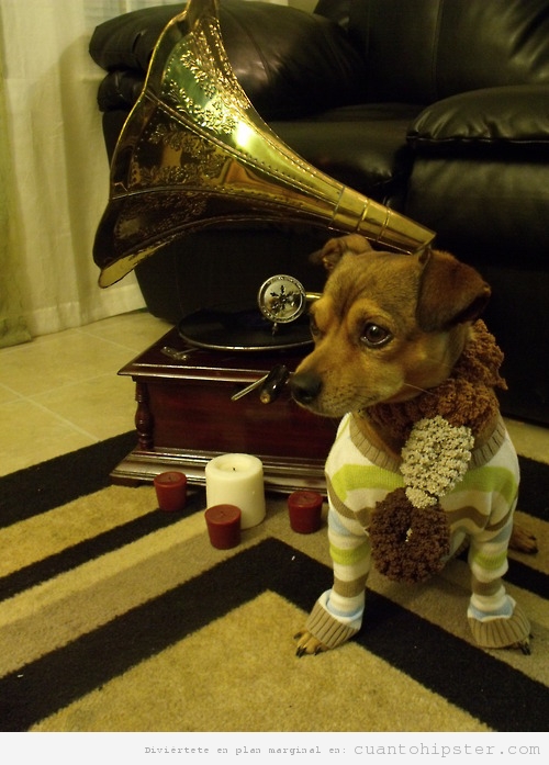 Perro hipster con jersey a rayas y gramófono