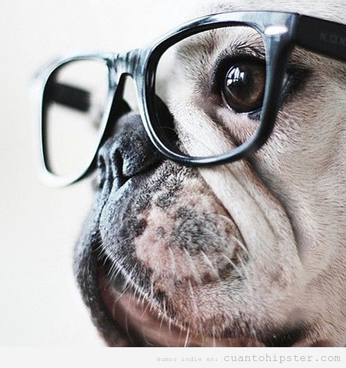 Perro carlino o pug con gafas de pasta