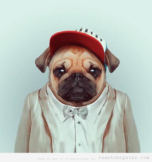 Fotomontaje de un perro carlino o pug con ropa hipster