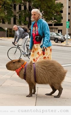 Foto curiosa de una mujer paseando a  un capibara