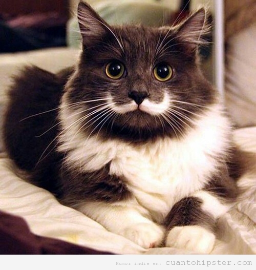 Gato con una mancha que parece un bigote hipster