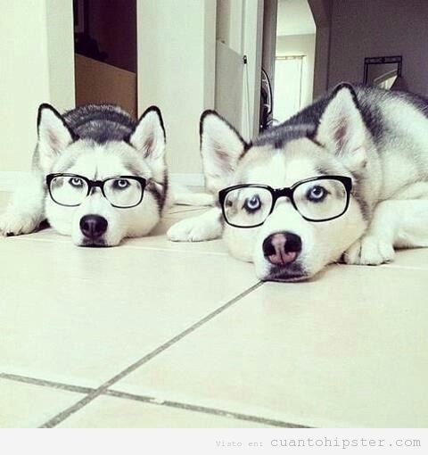 Dos perros husky con gafas de pasta hipsters