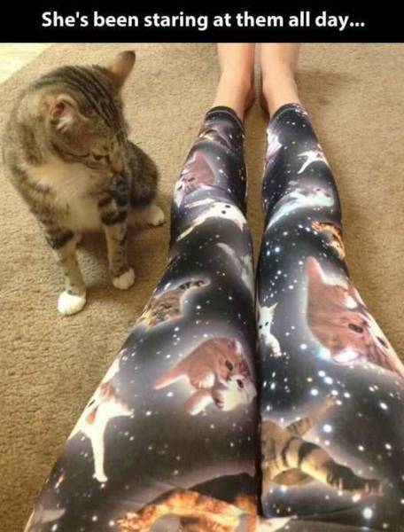Foto graciosa, gato mira las mallas de gatos en la galaxia