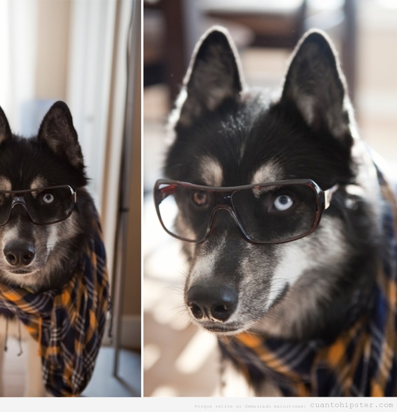 Perros huskies  con look y moda hipster 3