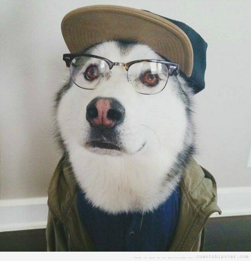 Perros huskies con look y moda hipster