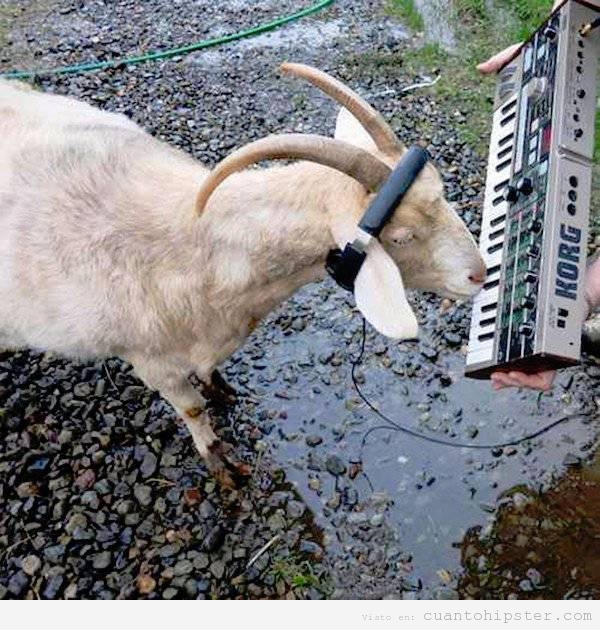 Cabra con auriculares y teclado Korg