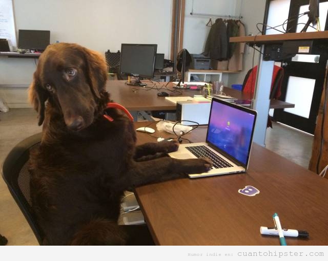 Foto graciosa perro hipster con macbook